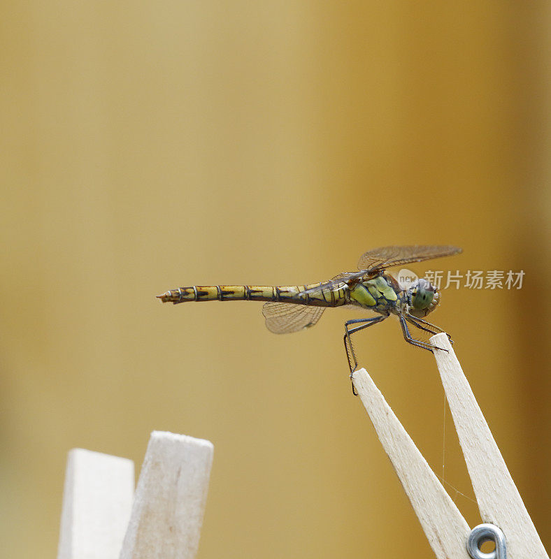 红箭蜻蜓(Sympetrum sanguineum)雌性